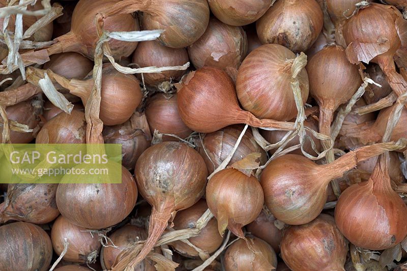 Shallots ready for winter storage