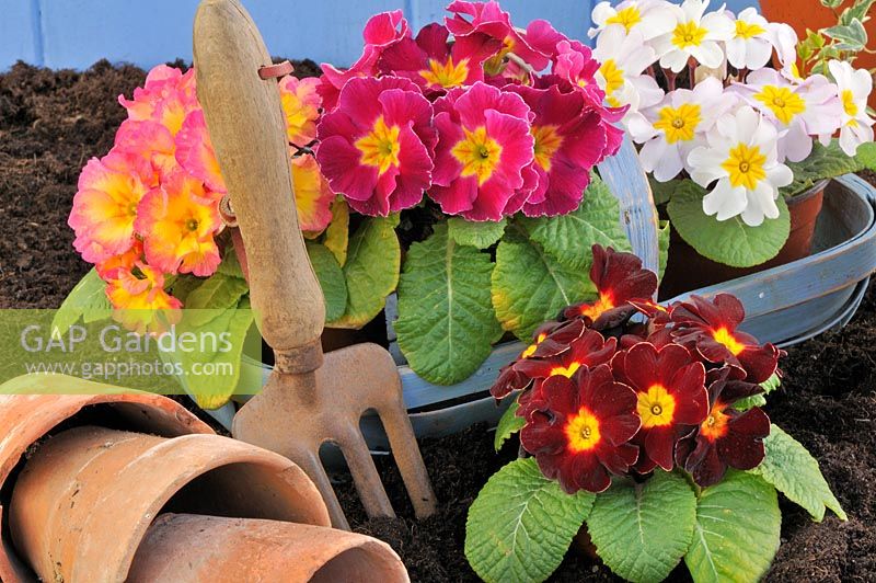 Primroses and gardening items, UK, March