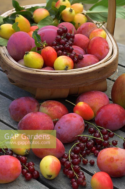 Summer fruit harvest with Victoria Plums, Redcurrants, John Downie crab apples and Bramley apples on garden table with trug, Norfolk, UK, August