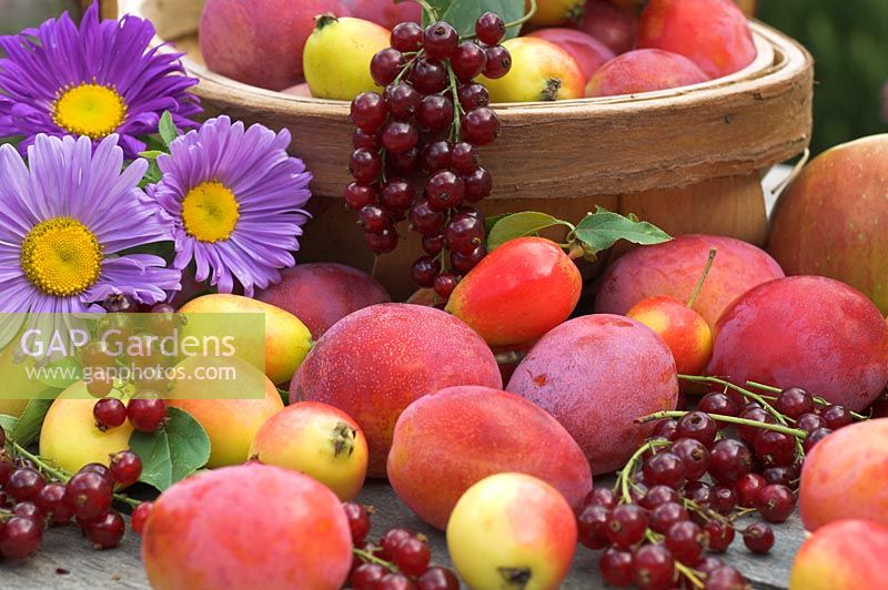 Summer fruit harvest with Victoria Plums, Redcurrants, John Downie crab apples and Bramley apples on garden table with trug, Norfolk,UK, August