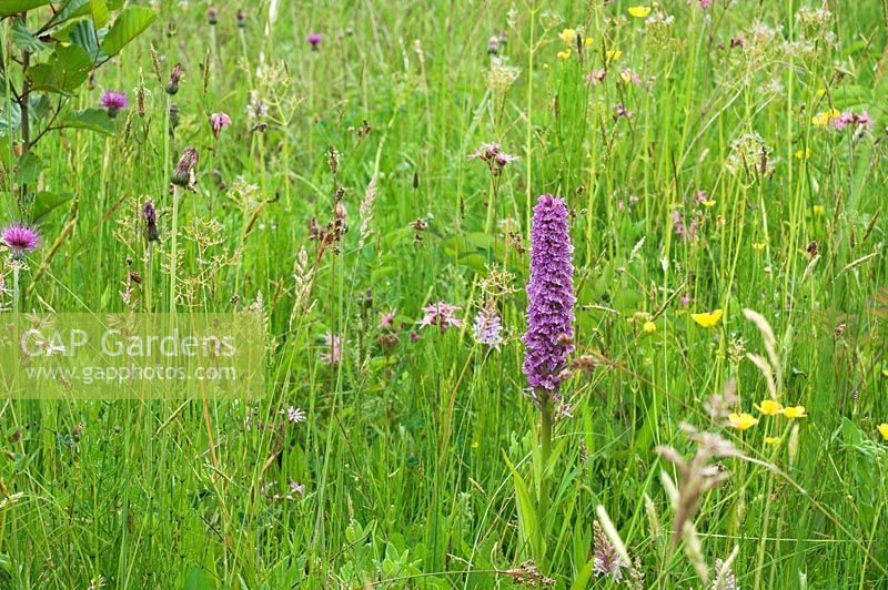 Common Spotted Orchid - Dactylorhiza fuchsii, growing on damp meadow