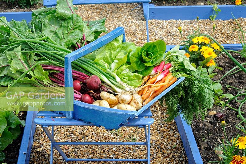 Blue trug on chair containing Radish, Beetroot, Spring onion, carrot, lettuce and new potatoes