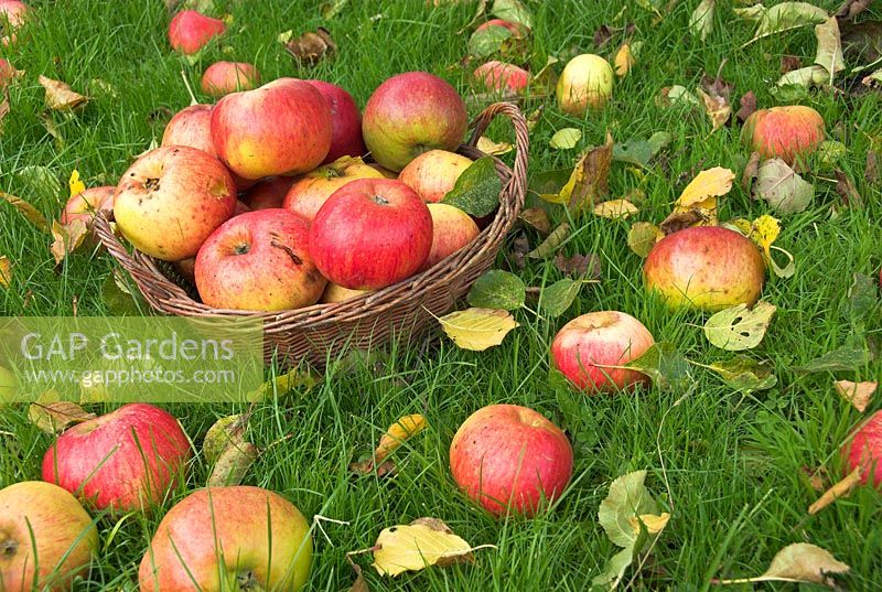 Windfall bramley apples, well ripened, on garden lawn with basket