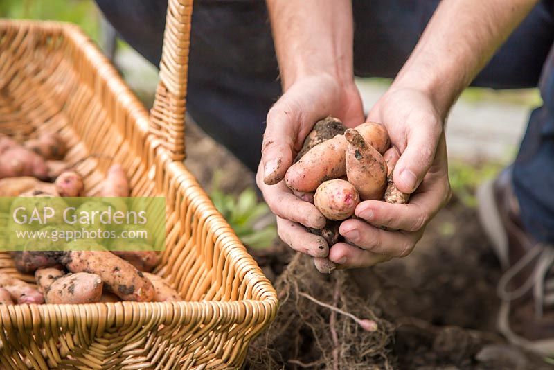 Man holding a handful of harvested Potato 'Pink Fir Apple'