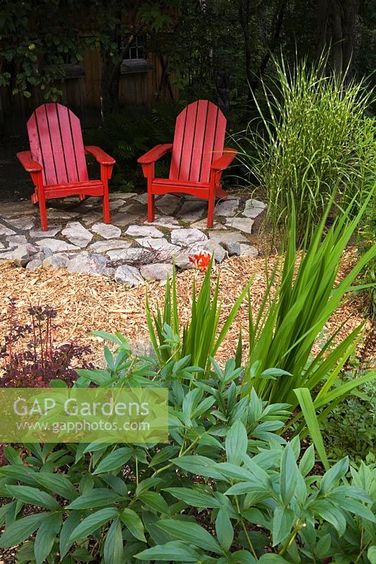 Two red wooden Adirondack chairs on  flagstone patio next to  Miscanthus sinensis 'Strictus', Paeonia lactiflora in the foreground and Berberis thunbergii in backyard garden in summer, Under the Apple Trees garden, Canada