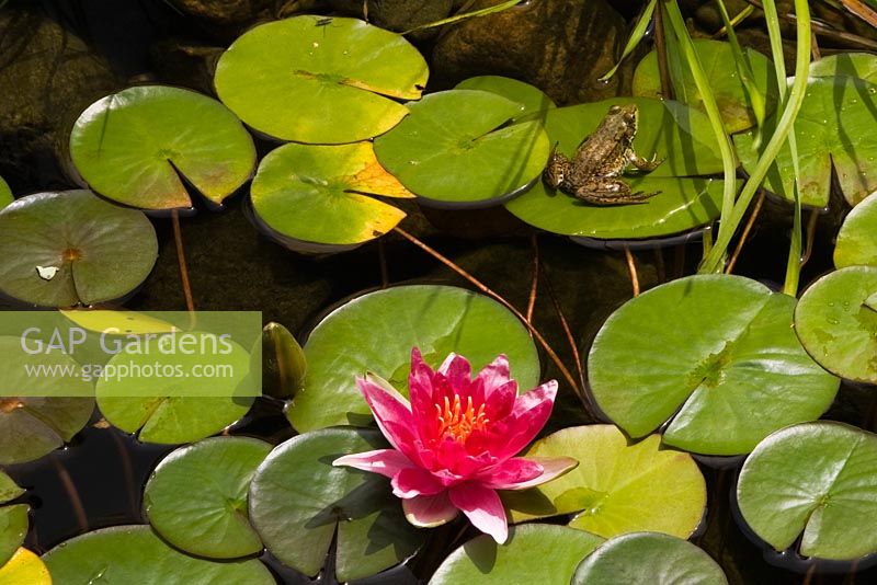 Nymphaea 'Attraction' - Water Lily in pond with Rana clamitans - Green Frog 