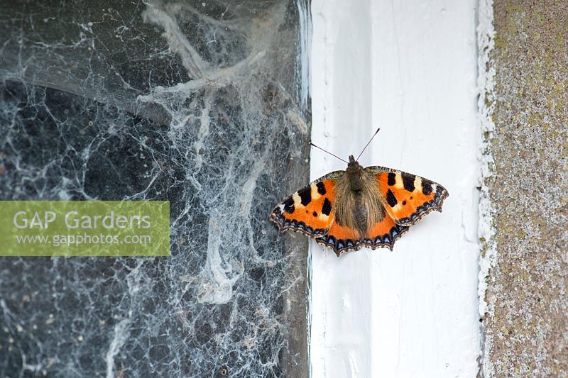 Aglais urticae - Small tortoiseshell butterfly on shed window - September, Oxfordshire