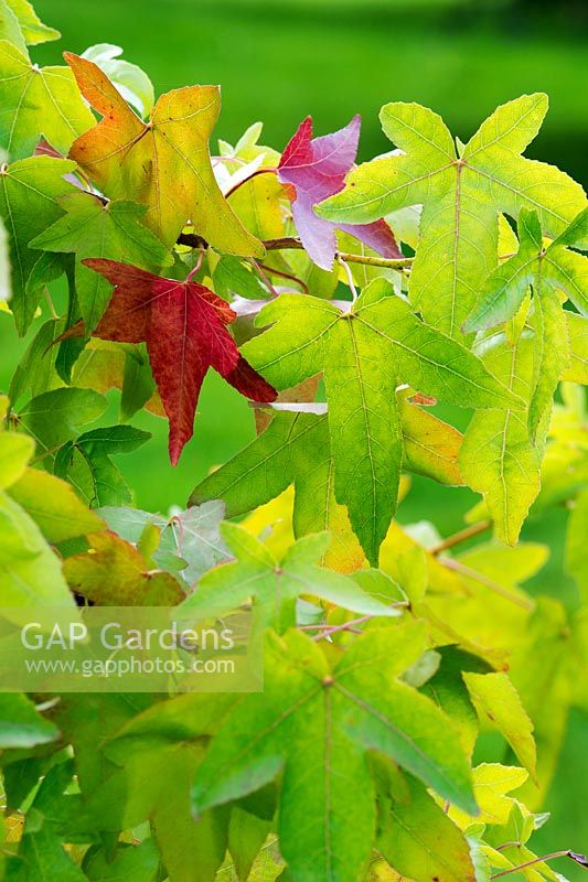 Liquidambar styraciflua corky - Sweet Gum tree leaves in autumn - September
