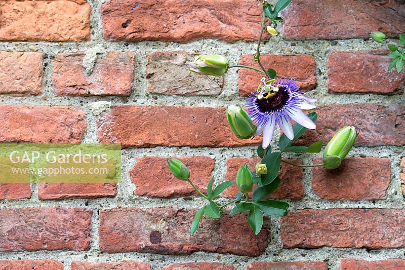 Passiflora 'silly cow' - Passionflower - September