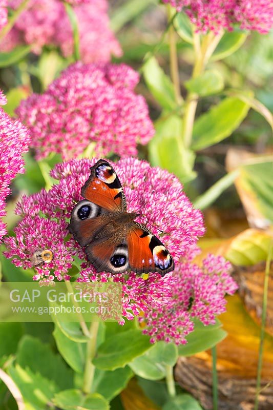 Inachis io - Peacock butterfly on sedum spectabile autumn Joy flowers - September
