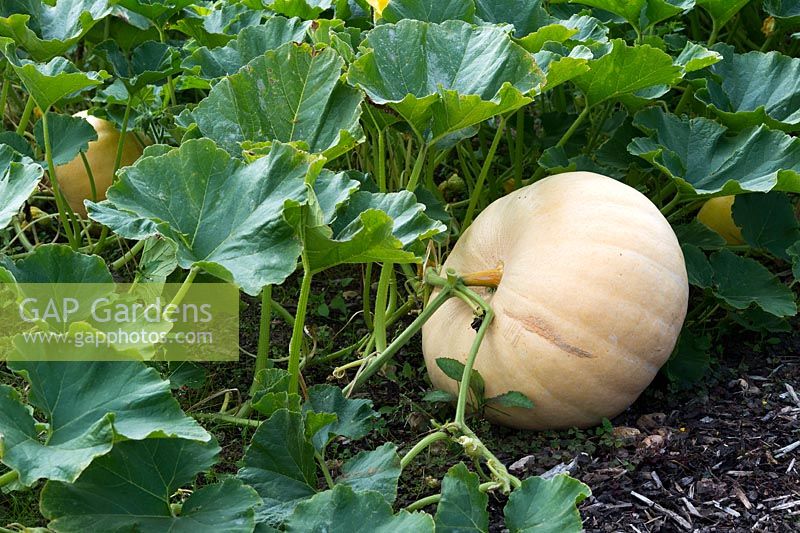 Cucurbita pepo - Pumpkin hundredweight in a vegetable garden - September