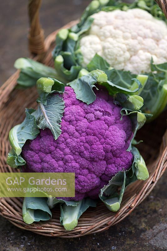 Brassica oleracea - Purple and white cauliflowers in a wicker basket - September