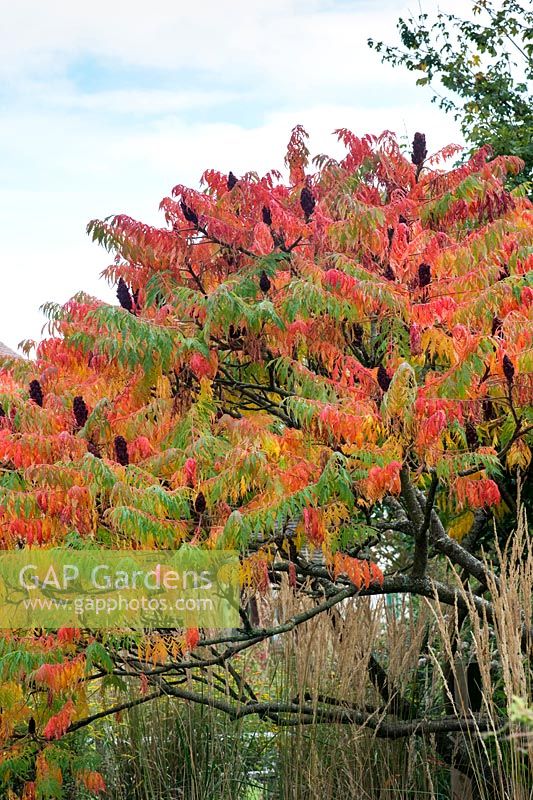 Rhus Typhina - Staghorn sumac or Stag's horn sumach plant in autumn - October