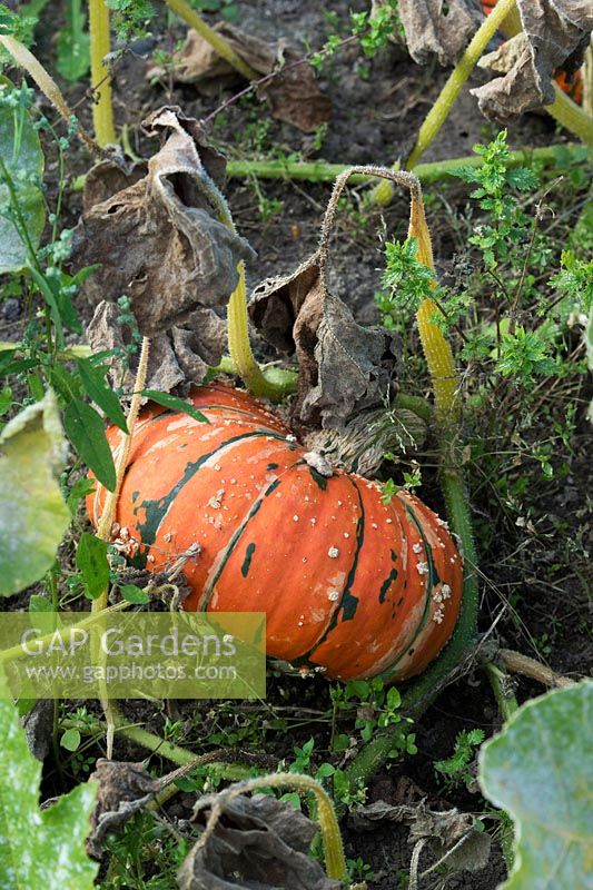 Cucurbita pepo - Speckled hound pumpkin in a vegetable garden - September