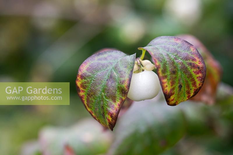 Symphoricarpos albus - Common Snowberry - September
