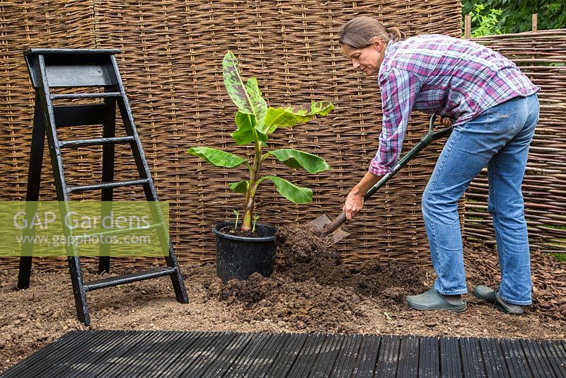 Preparing a hole for planting Musa - Banana plant. 