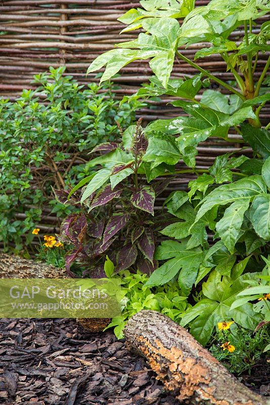 Border planted with Fatsia japonica and Coleus