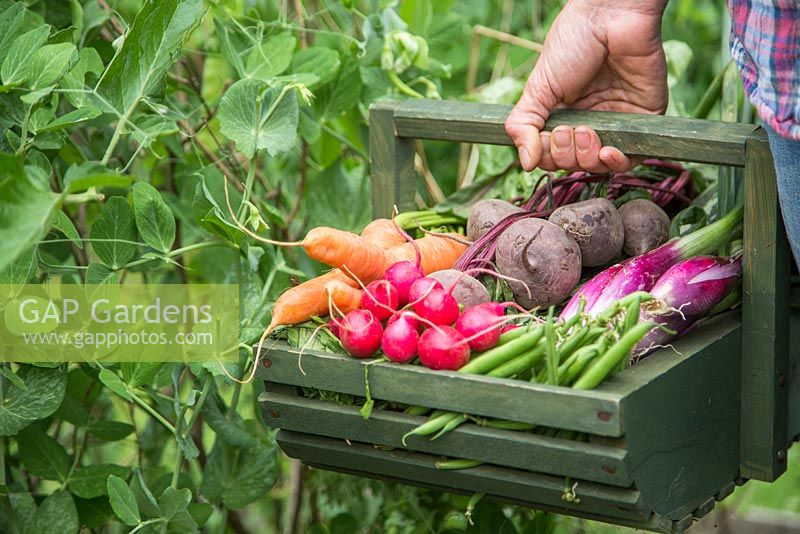 Woman carrying trug of harvested Carrots, Radishes, Beetroot, Runner beans and Spring Onions