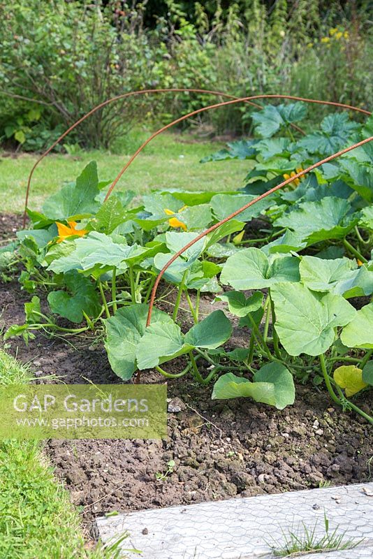 Mixed variety of Cucurbita growing in an alloment patch. 