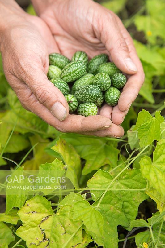 Handful of harvested Melothria scabra 'Cucamelon'