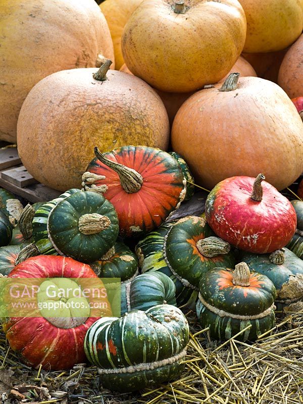 Harvested squashes including 'Turk's Turban' and 'Hundredweight'  - Cucurbita - October