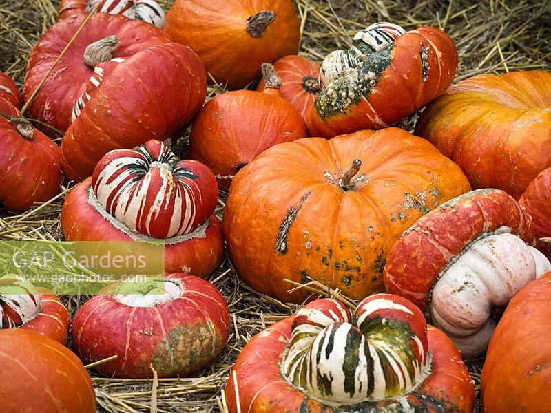 Display of harvested squashes 'Red Kuri', 'Turk's Turban' and 'Red Etampes' - Cucurbita - October