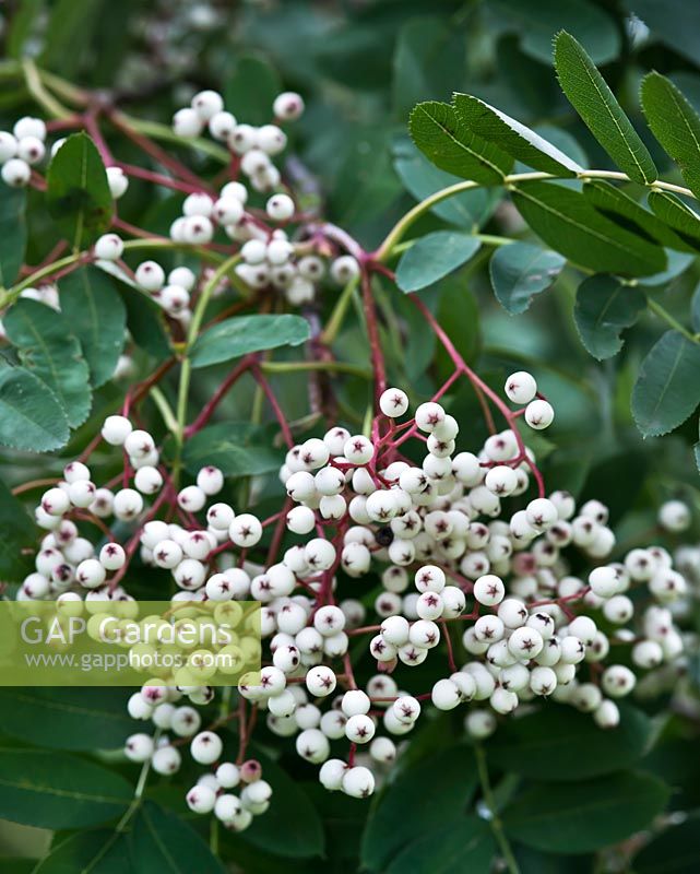 Sorbus glabrescens - White Fruited Rowan - October