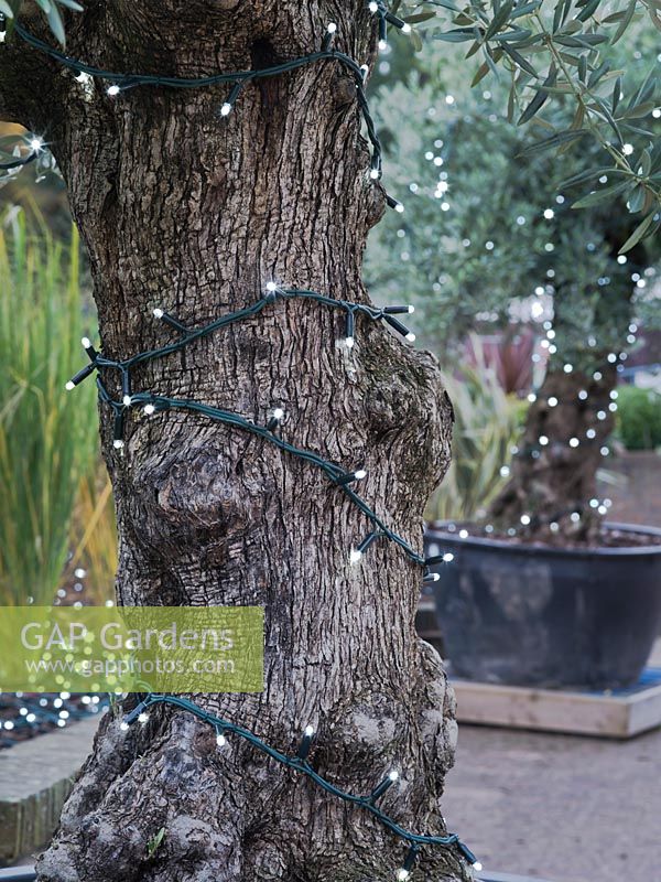 Olive trees decorated with Christmas lights at RHS Wisley - October