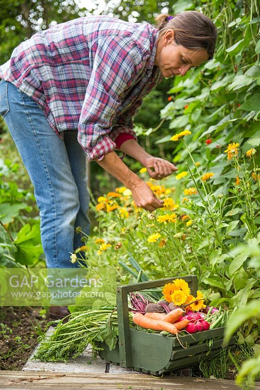 Woman harvesting Calendula flowers with a trug of harvested Carrots, Radishes, Beetroot, Runner beans and Spring Onions