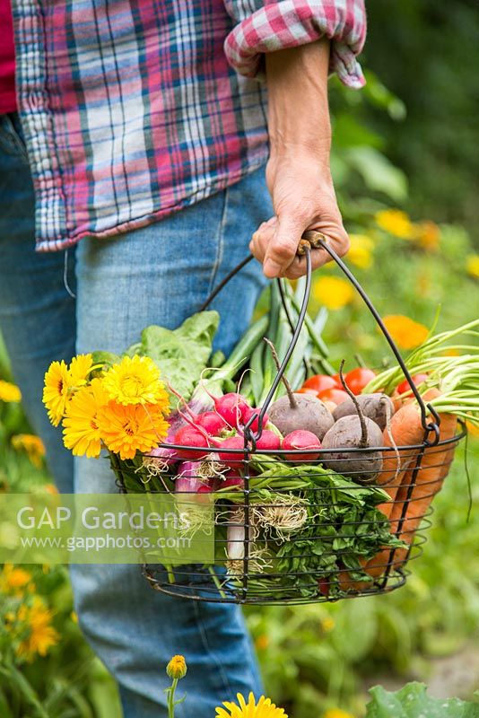 Woman carrying a trug of harvested Carrots, Radishes, Beetroot, Tomatoes, Calendula and Spring Onions