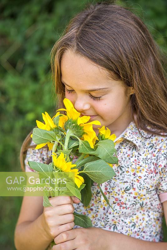Young girl holding a bouquet of Helianthus- Sunflowers.