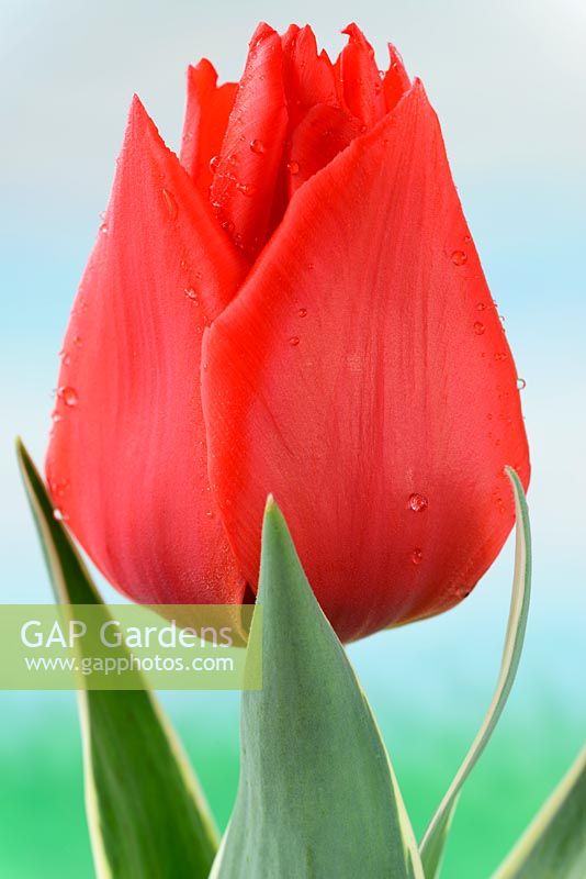 Tulipa 'Rob Verlinden' Greigii Group 