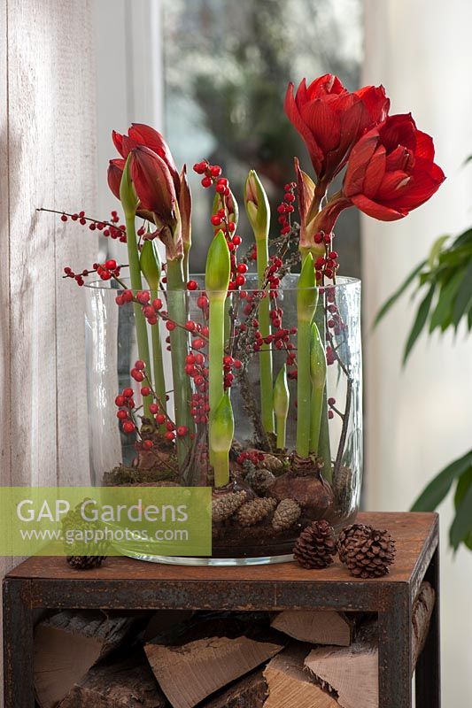 Large glass filled with Hippeastrum - Amaryllis, decorated with pinecones
