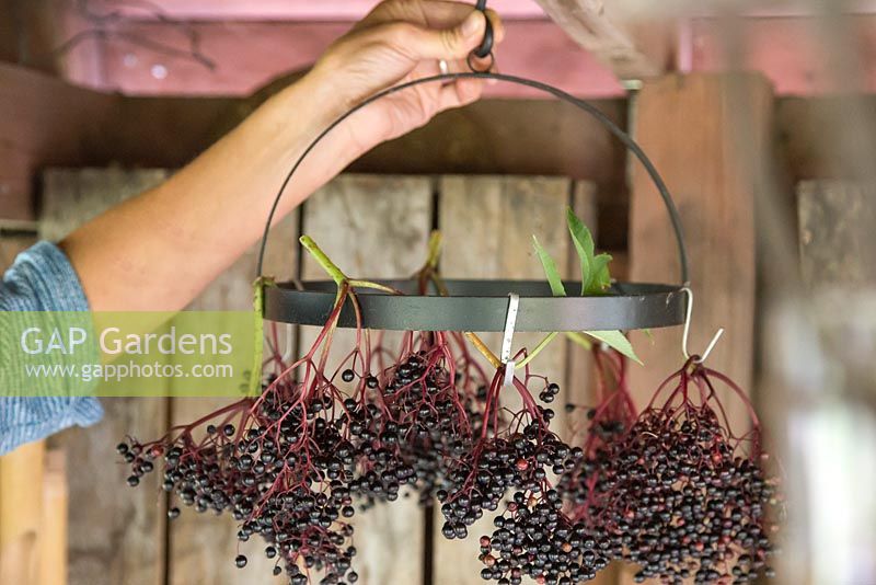 Hanging Sambucus nigra - Elderberry on a rack to dry