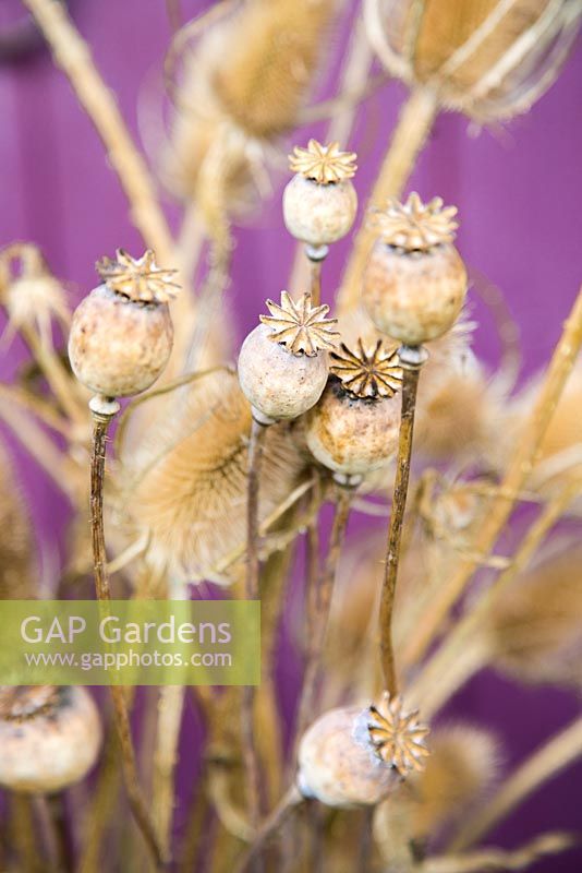 Papaver orientale - Poppy seed heads with Dipsacus - Teasel combs