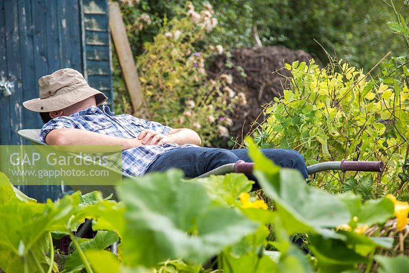 Man asleep in a wheelbarrow within an allotment plot