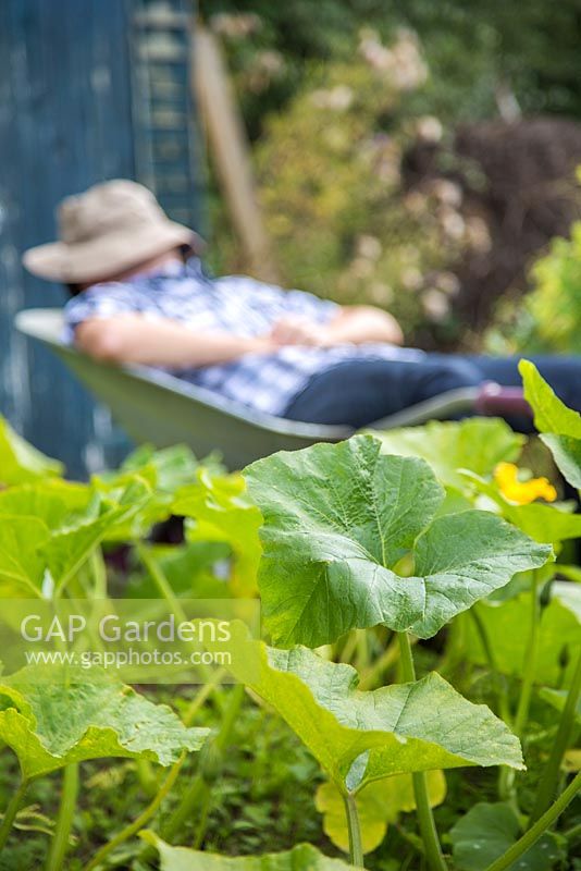 Man asleep in a wheelbarrow within an allotment plot, focus on foliage of pumpkin plants
