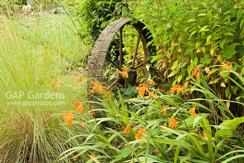 Reapers Wheel with Crocosmia 'Star of the East' and Lysimachia clethroides. September