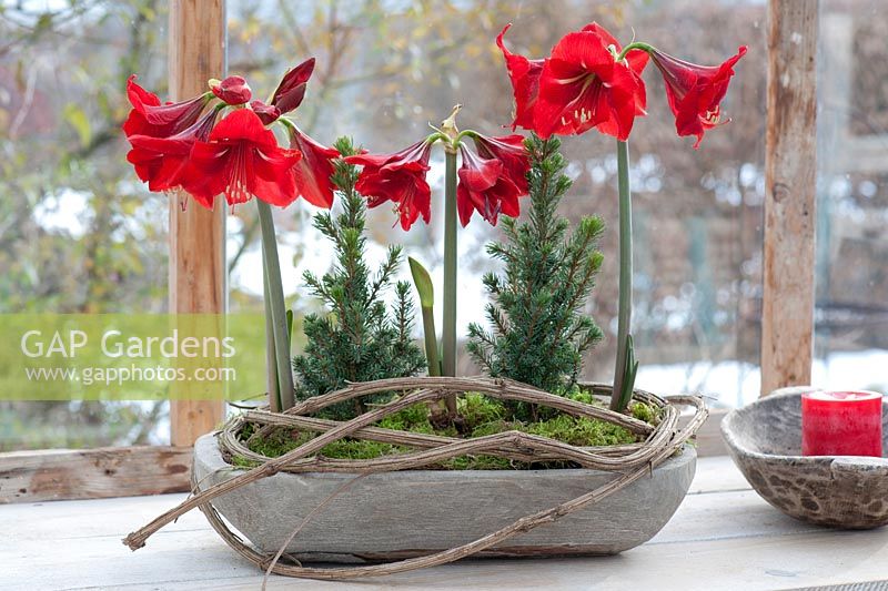 Hippeastrum 'Royal Red' - Amaryllis with Picea glauca  'Conica' in grey pot decorated with Clematis stems and moss