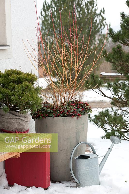 Winter terrace with Pinus mugo 'Mops' and Cornus 'Midwinter Fire' underplanted with Gaultheria procumbens 