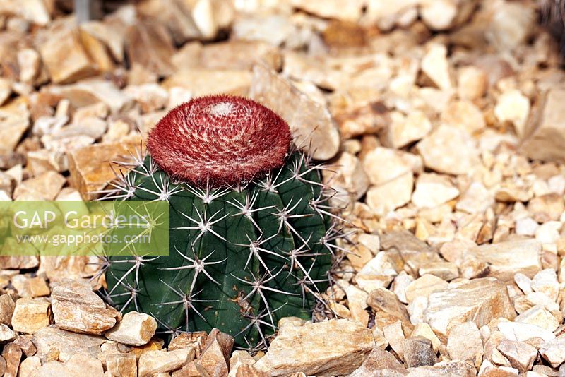 Melocactus intortus - Turk's Head Cactus
