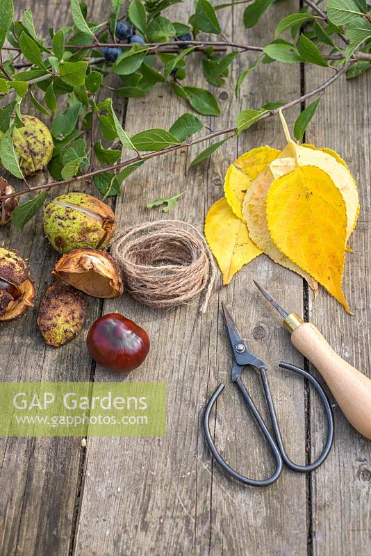 Materials needed are Aesculus hippocastanum - Conkers, Jute twine, autumnal leaves, a Prunus cutting, pruning shears and a bradle. 
