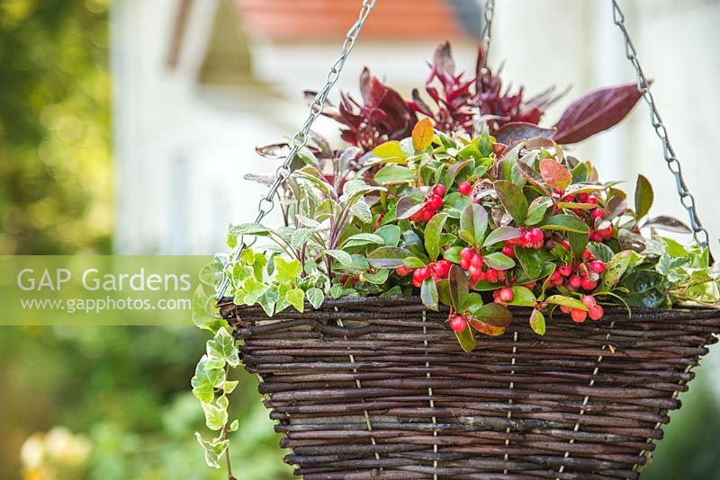 Winter hanging basket. Plants include Salvia officinalis 'Tricolor', Gaultheria procumbens 'Red Baron' Winter Pearls series, Variegated Ivy and Iresine. 