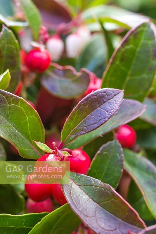 Gaultheria procumbens 'Red Baron' Winter Pearls series