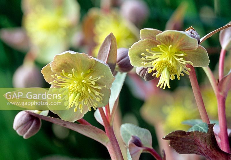 Helleborus lividus - very early flowering
