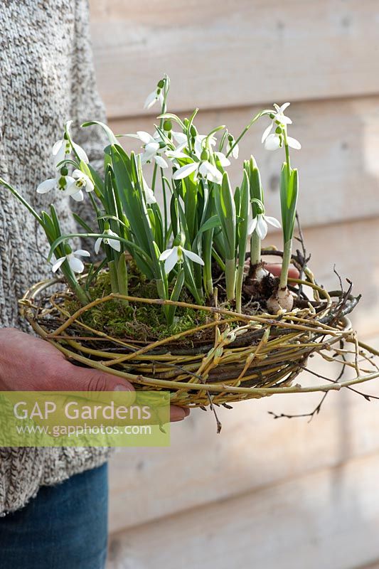 Galanthus nivalis on shallow shell in wreath of willow and branches covered with moss
