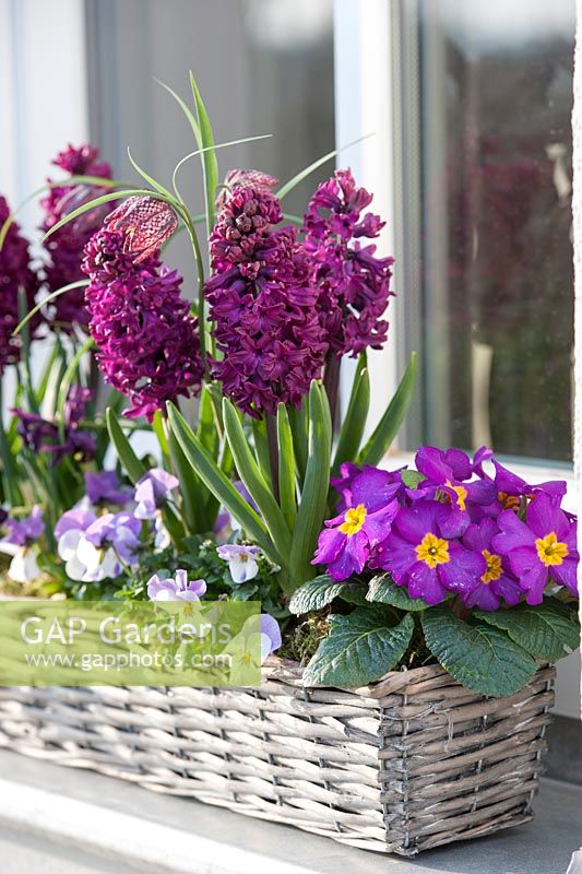 Hyacinthus 'Purple Sensation', Primula acaulis, Viola cornuta and Fritillaria meleagris
