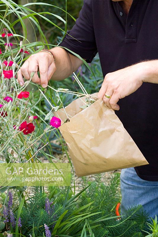 Harvesting Lychnis coronaria seeds into paper bag