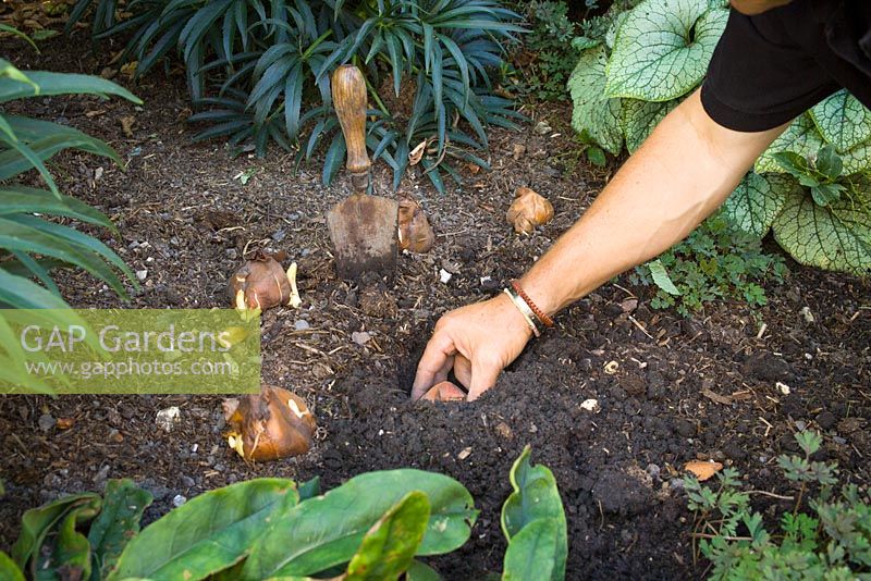 Planting colchicum bulbs in a border
