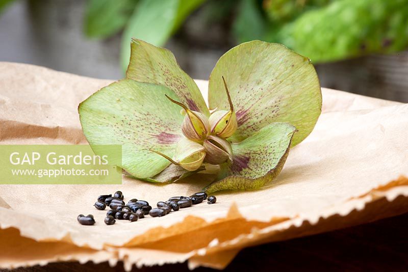 Collecting hellebore seed
